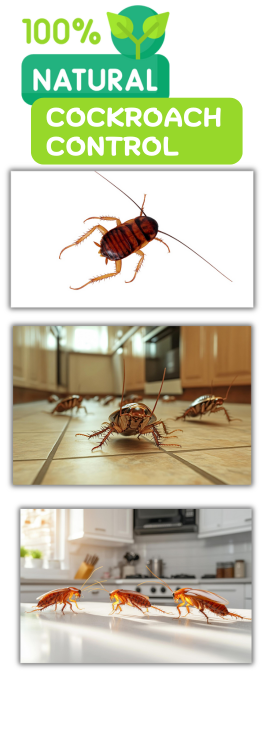 Highlights-of-our-Natural-Cockroach-Control-Services