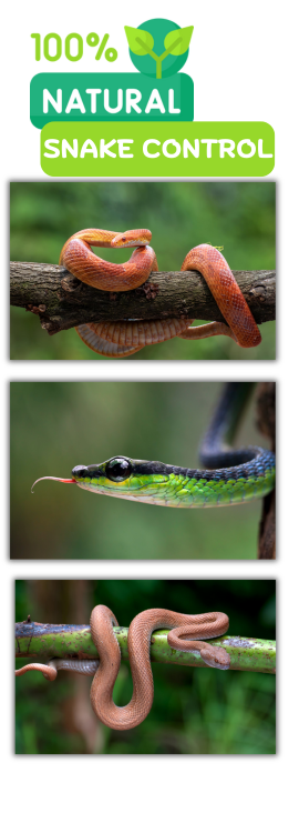 Highlights-of-our-Natural-Snake-Control-Services