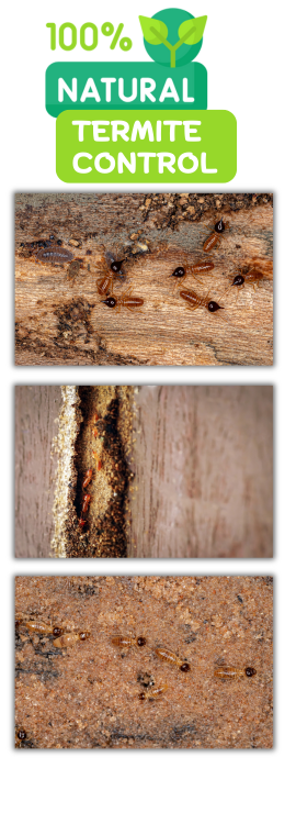 Highlights-of-our-Natural-Termite-Control-Services