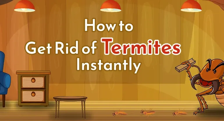 how to get rid of termites permanently