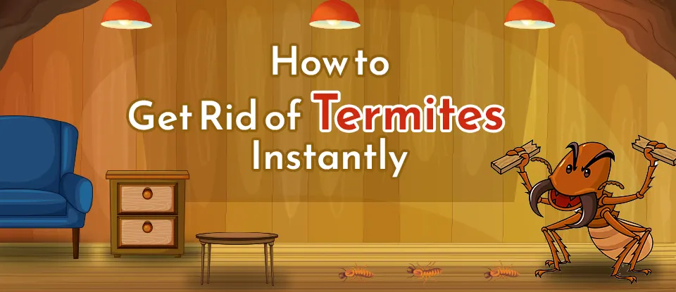 how to get rid of termites permanently