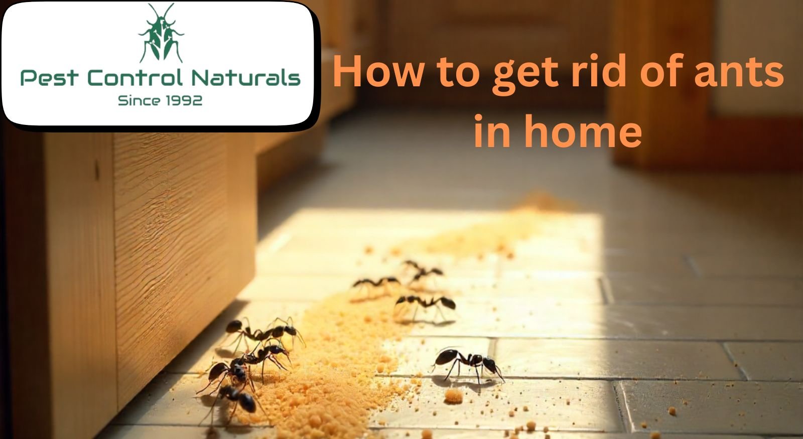 How to Get Rid of Ants in Home