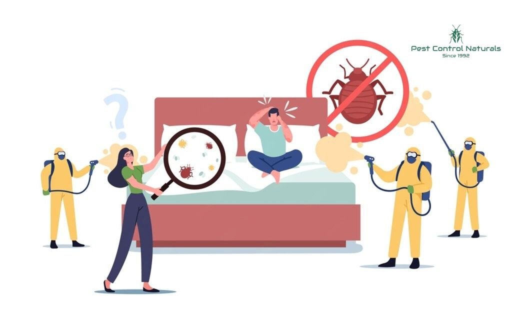 How to Get Control of Bed Bugs in Chennai Permanently
