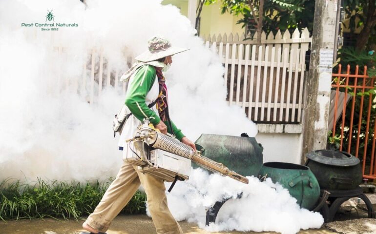 Why Professional Pest Control Chennai Services Are Important