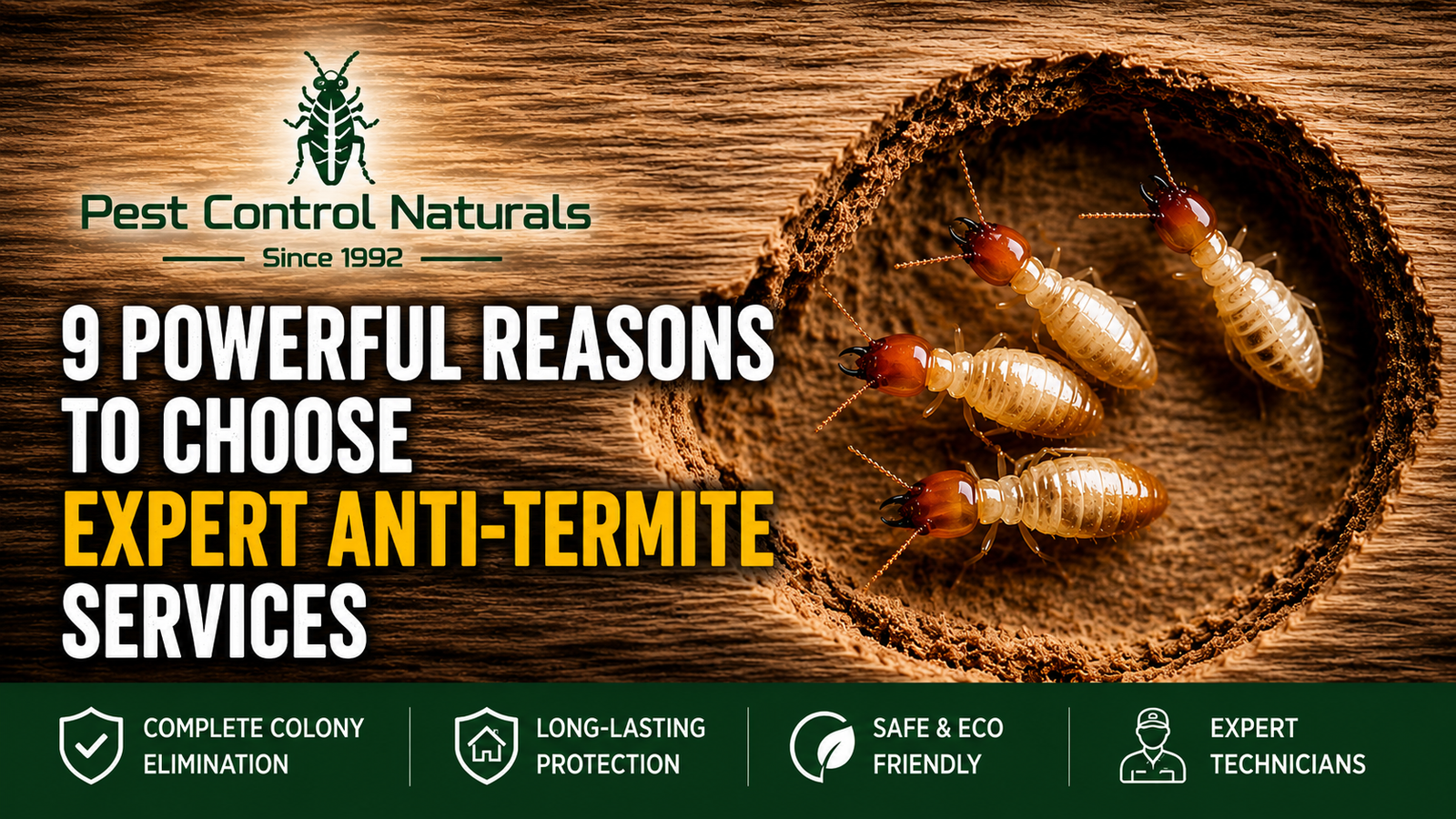 Termite Control Chennai