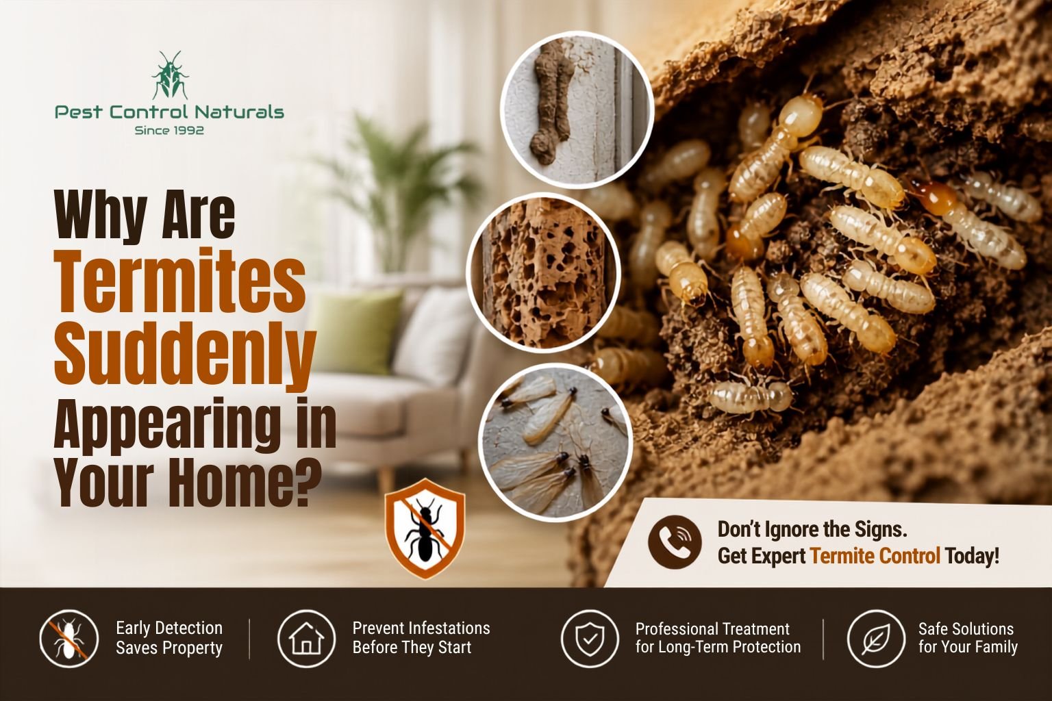 Termite Control Chennai